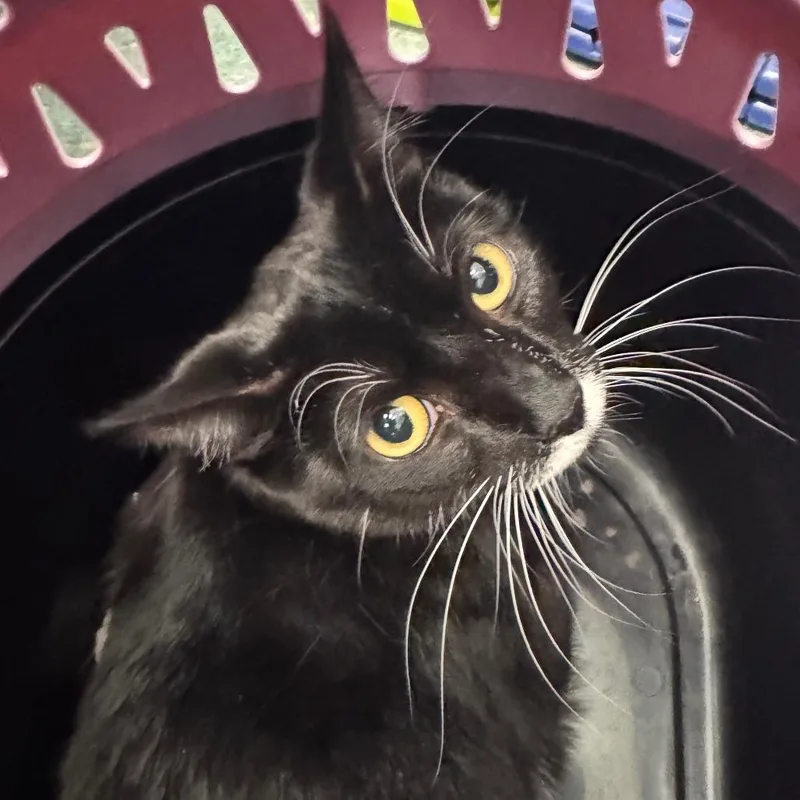 A young medium-sized female Black Domestic Short Hair cat named Milkyway for adoption in Clearwater, FL