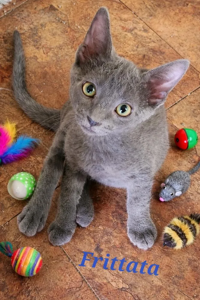Frittata thumbnail 2