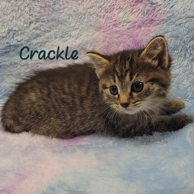 Crackle