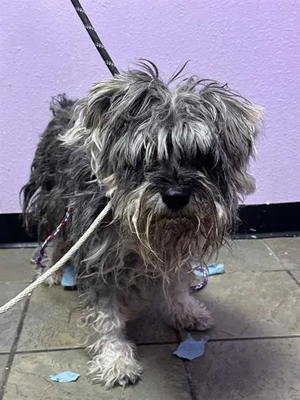 An adult medium-sized male Gray / Blue / Silver Mixed Breed dog named Anson for adoption in El Paso, TX