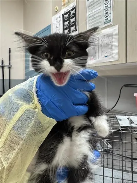 A baby small-sized male Domestic Short Hair cat named Scuttle for adoption in Las Vegas, NV