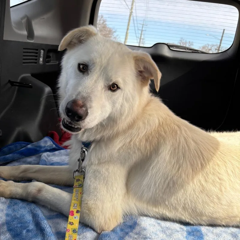 Harrison