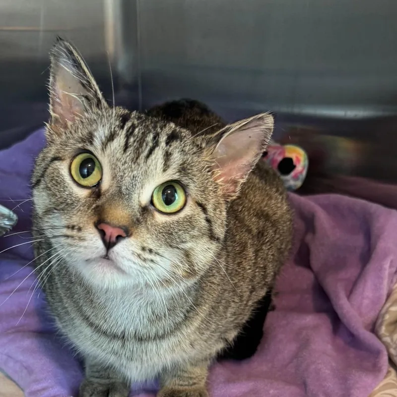 An adult medium-sized female Brown / Chocolate Domestic Short Hair cat named Artemis for adoption in Matteson, IL