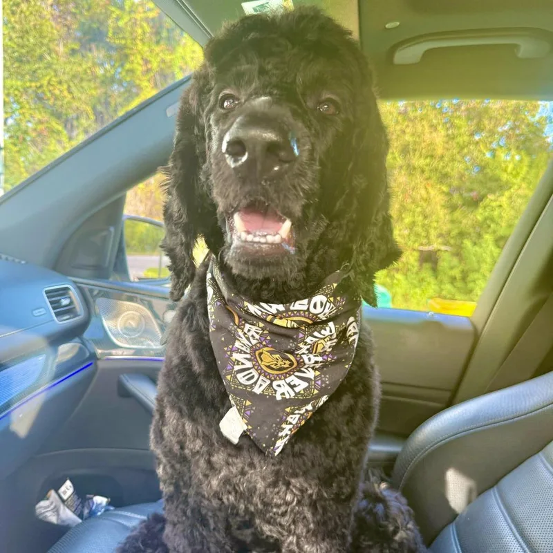 An adult medium-sized male Black Standard Poodle dog named Batman for adoption in Englewood, FL