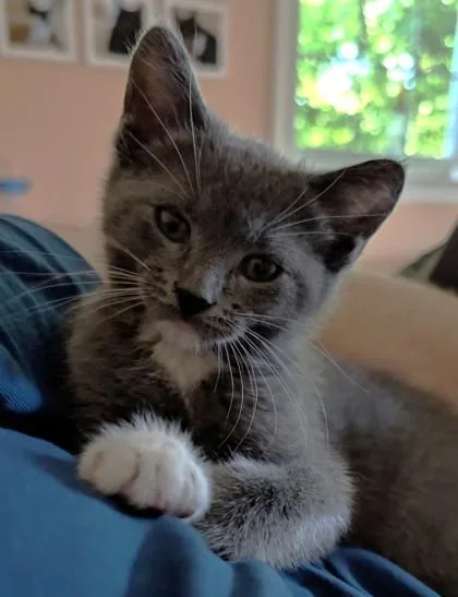 Twinkletoes