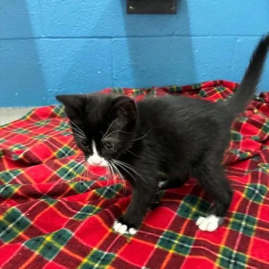 A baby small-sized female Black Domestic Short Hair cat named Sunday's for adoption in Carencro, LA