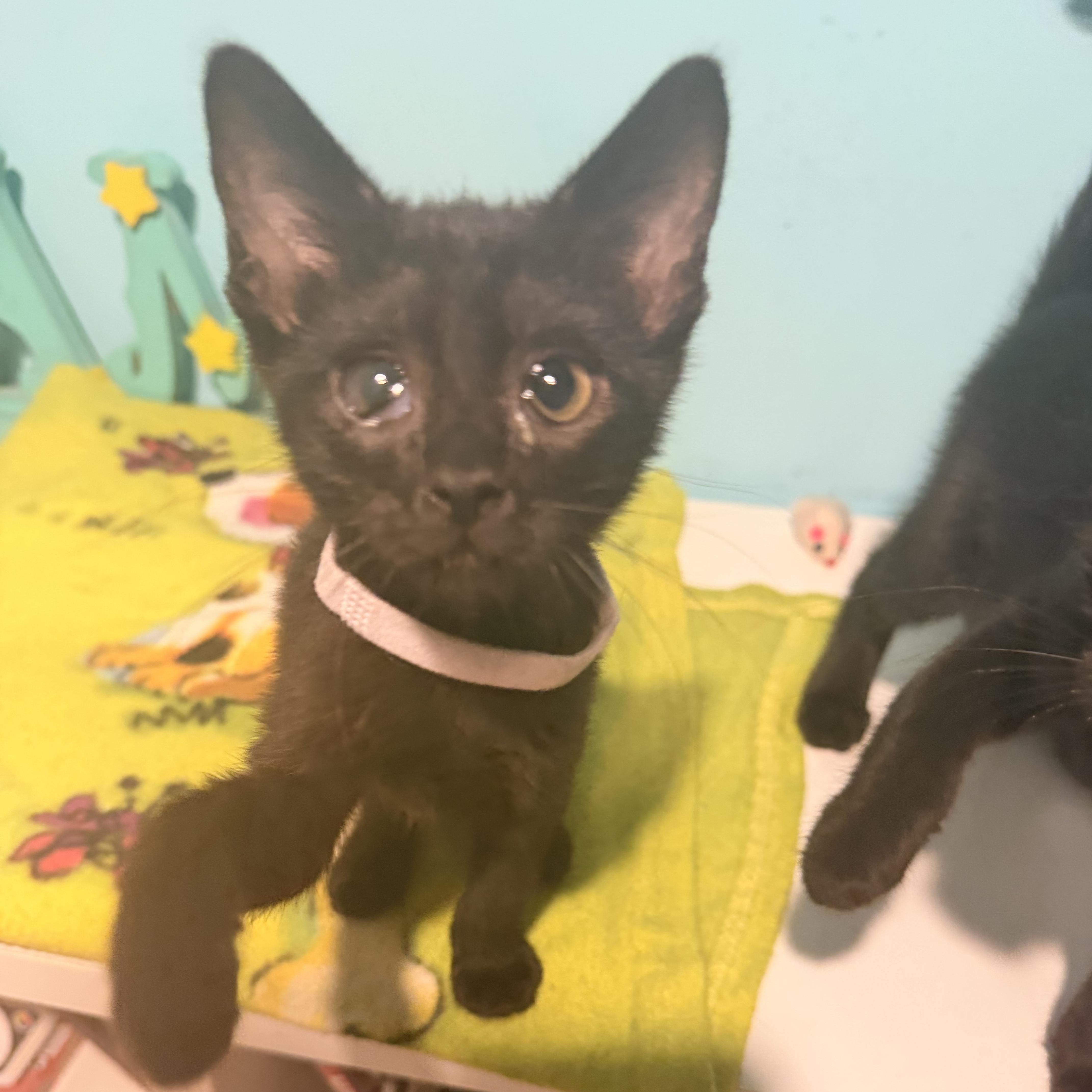 A baby medium-sized female Black Domestic Short Hair cat named Tink for adoption in Joliet, IL