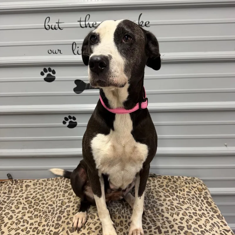 A young medium-sized female Labrador Retriever dog named Ruth for adoption in Princeton, KY