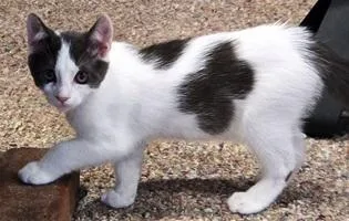 A baby small-sized male Gray & White Domestic Short Hair cat named Elvis for adoption in Lebanon, PA