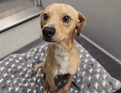 A young small-sized male Yellow / Tan / Blond / Fawn Beagle dog named Bacon for adoption in San Clemente, CA
