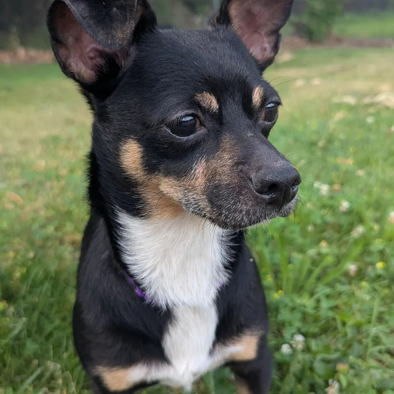 An adult small-sized male Chihuahua dog named Diego for adoption in Fenton, MI