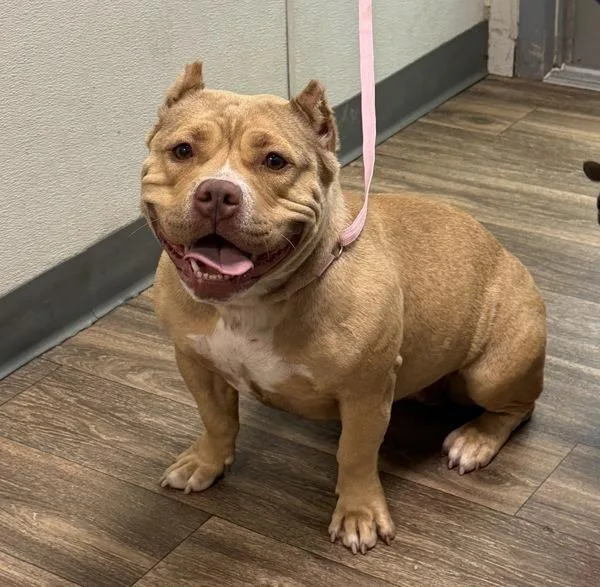 An adult medium-sized female American Bully dog named Peace for adoption in San Diego, CA