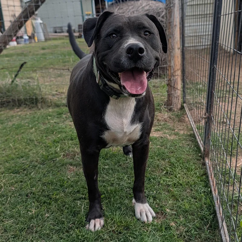 A young large-sized male Black Terrier dog named Zeus for adoption in Tishomingo, OK