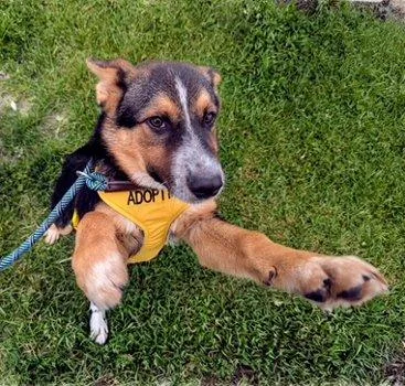 A baby large-sized male Bicolor German Shepherd Dog dog named Otto for adoption in Bedford Hills, NY
