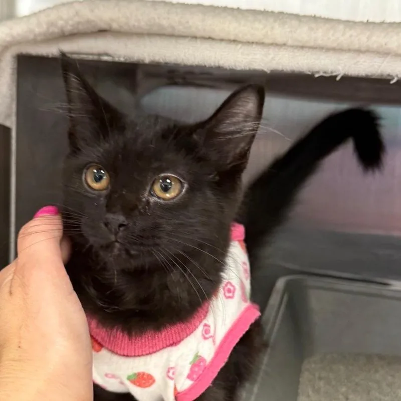 A baby small-sized female Black Domestic Medium Hair cat named Meowly Cyrus for adoption in Hamburg, NY