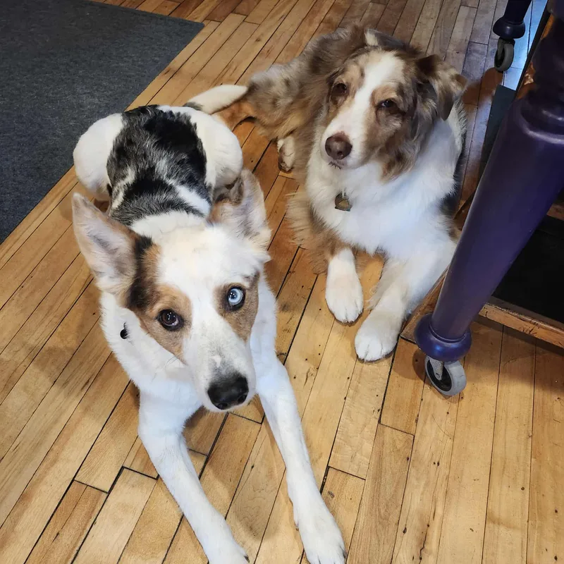 An adult medium-sized male Australian Shepherd dog named Bert for adoption in Whitewater, WI