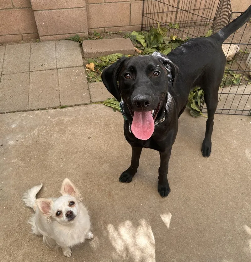 A young large-sized female Black Labrador Retriever dog named Spooky for adoption in Los Angeles, CA