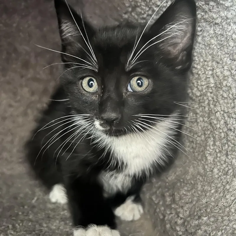 A baby small-sized male Black Domestic Short Hair cat named Tink for adoption in Grantsville, UT