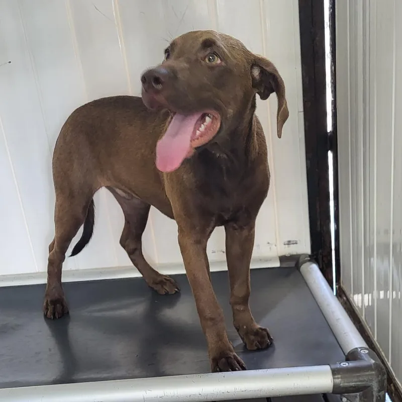 A baby small-sized male Brown / Chocolate Mixed Breed dog named Gunther for adoption in Lake Panasoffkee, FL