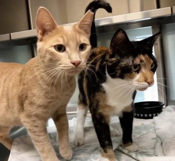 A young large-sized male Domestic Short Hair cat named Timmy Companion To for adoption in Stratham, NH