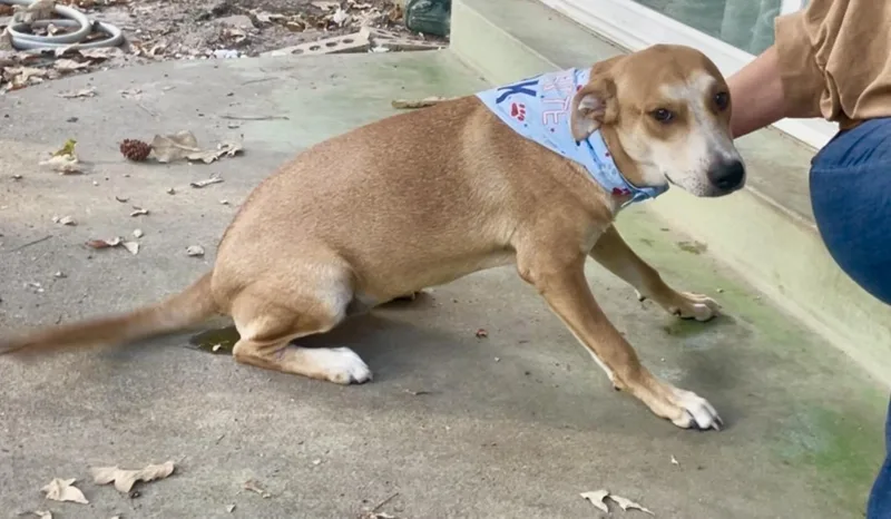 A young large-sized female Labrador Retriever dog named Hashbrown in Texarkana TX for adoption in Texarkana, TX