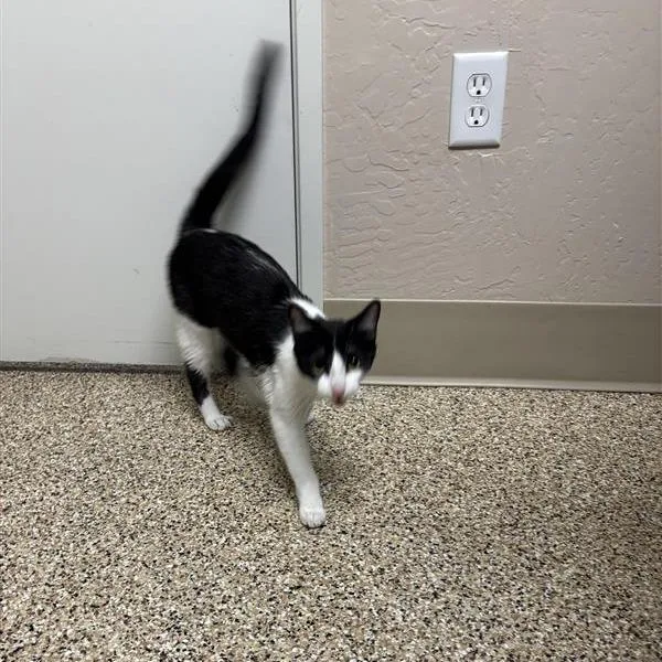 A young medium-sized female Domestic Short Hair cat named Ally for adoption in Tempe, AZ
