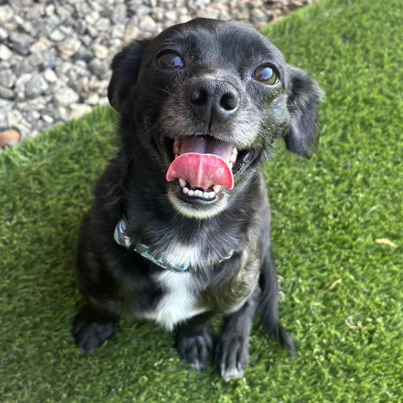 An adult small-sized male Black Chihuahua dog named Fred for adoption in Anderson, SC