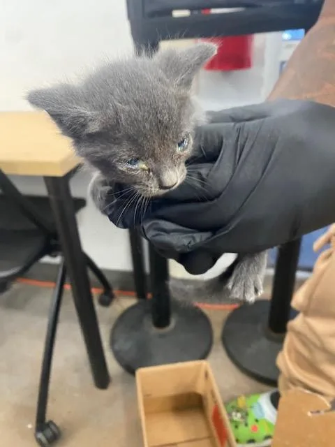 A baby medium-sized male Domestic Short Hair cat named Gray for adoption in Dallas, TX
