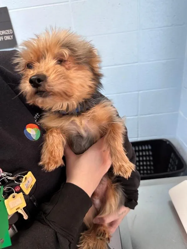 Pen  Daffy thumbnail 2