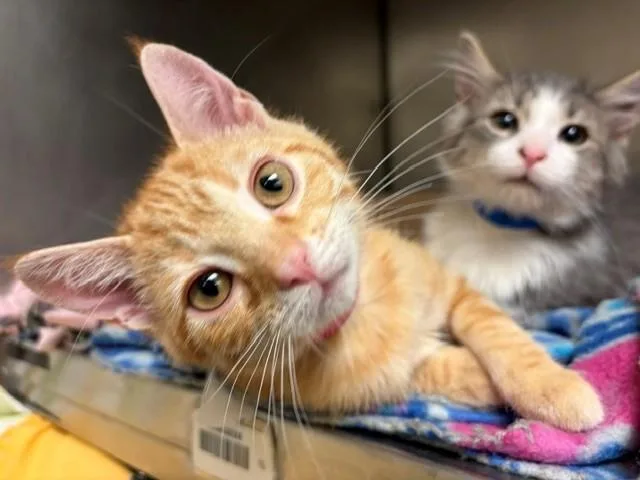 A baby small-sized female Domestic Short Hair cat named Ginny for adoption in Fort Wayne, IN