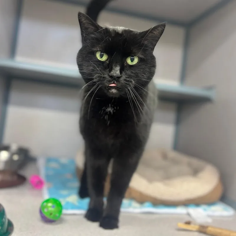 A senior small-sized female Black Domestic Short Hair cat named Barbie for adoption in Marshalltown, IA