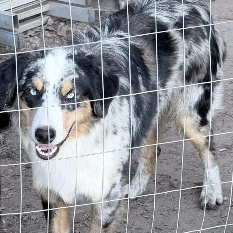 A young small-sized male White / Cream Australian Shepherd dog named Duke for adoption in Livingston, TX