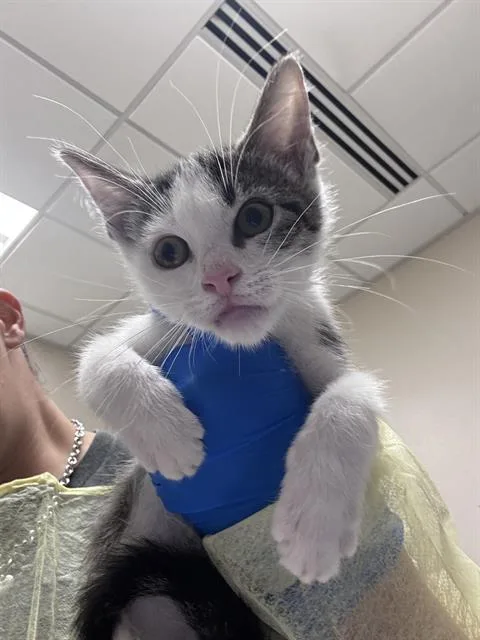 A baby small-sized male Domestic Short Hair cat named Simon for adoption in Las Vegas, NV