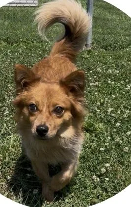 Swiper