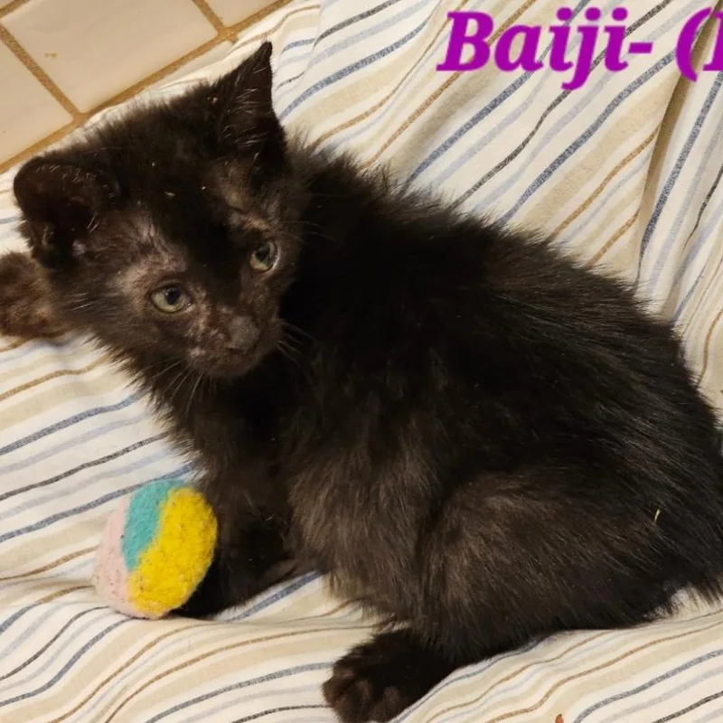 A baby small-sized female Black Domestic Short Hair cat named Baiji for adoption in Westminster, CA