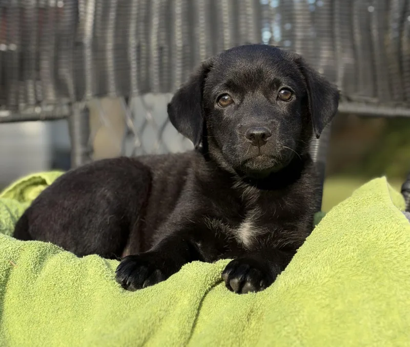 A baby medium-sized female Black Mixed Breed dog named Snap for adoption in Mt Pleasant, SC