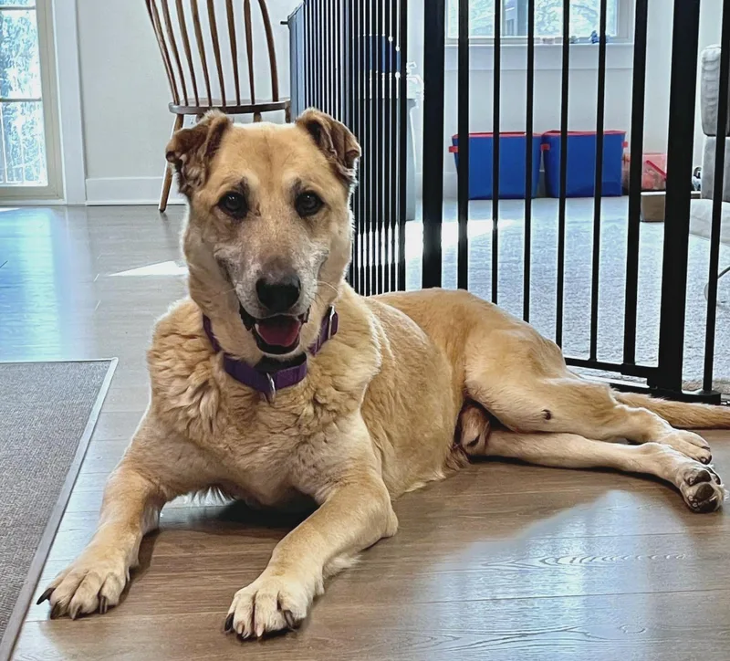 A senior large-sized male Anatolian Shepherd dog named Edger for adoption in Pelzer, SC