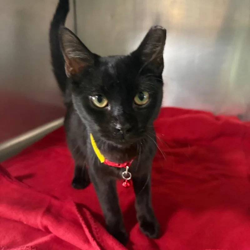 Clyde thumbnail 2