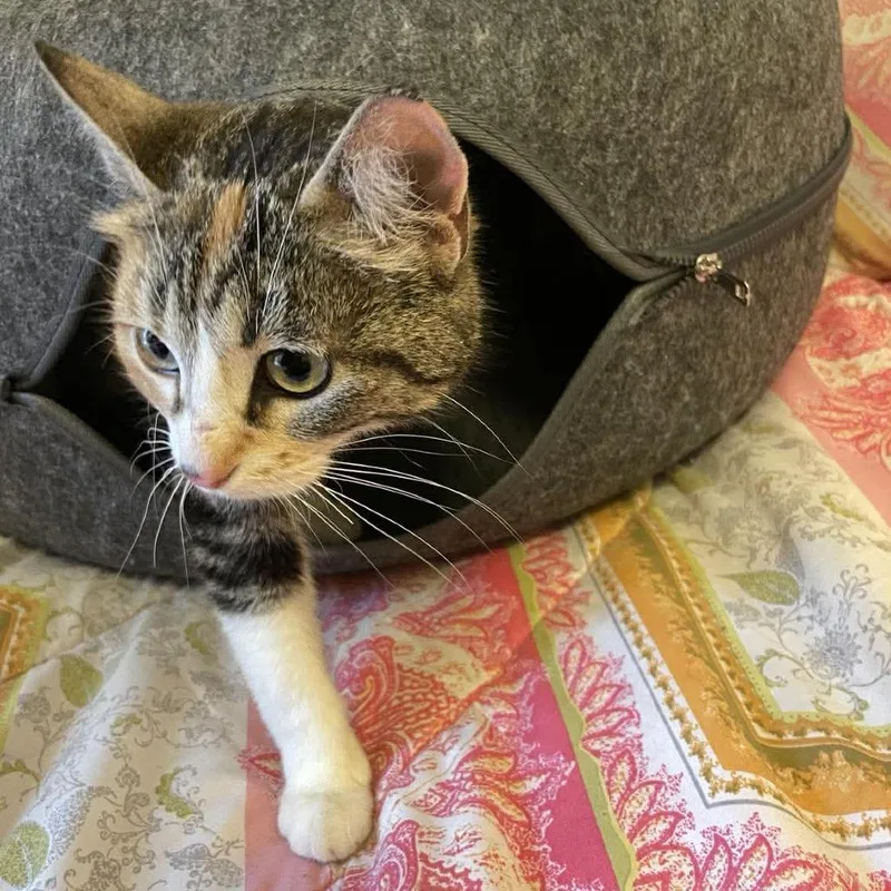 An adult medium-sized female Calico Domestic Short Hair cat named Daisy for adoption in Forest Park, IL
