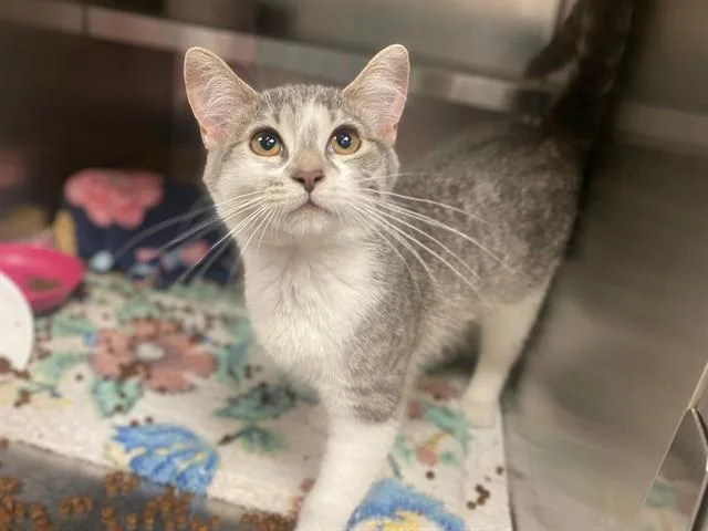 A young small-sized female Domestic Short Hair cat named Sophie for adoption in Fort Wayne, IN