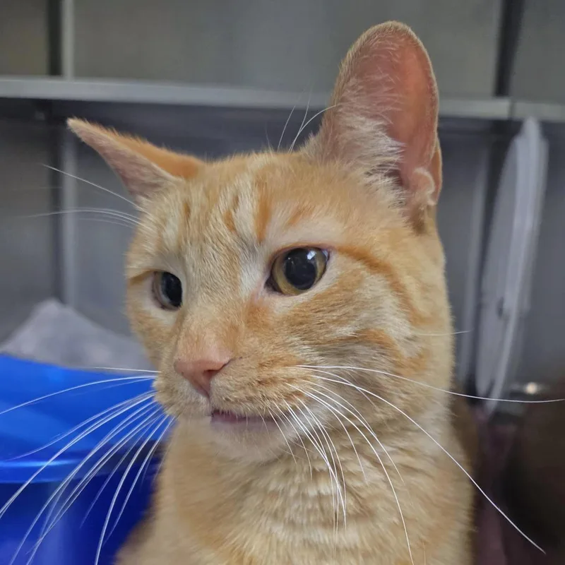 An adult medium-sized male Domestic Short Hair cat named Honky Tonk for adoption in Plover, WI