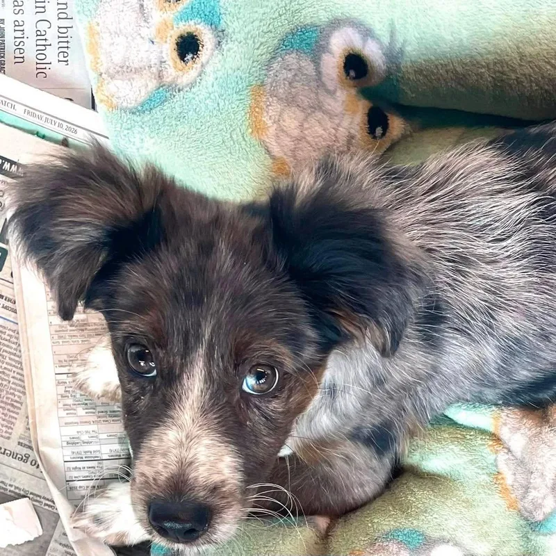 A baby medium-sized female Black Australian Shepherd dog named Eden CS for adoption in Columbia, MD