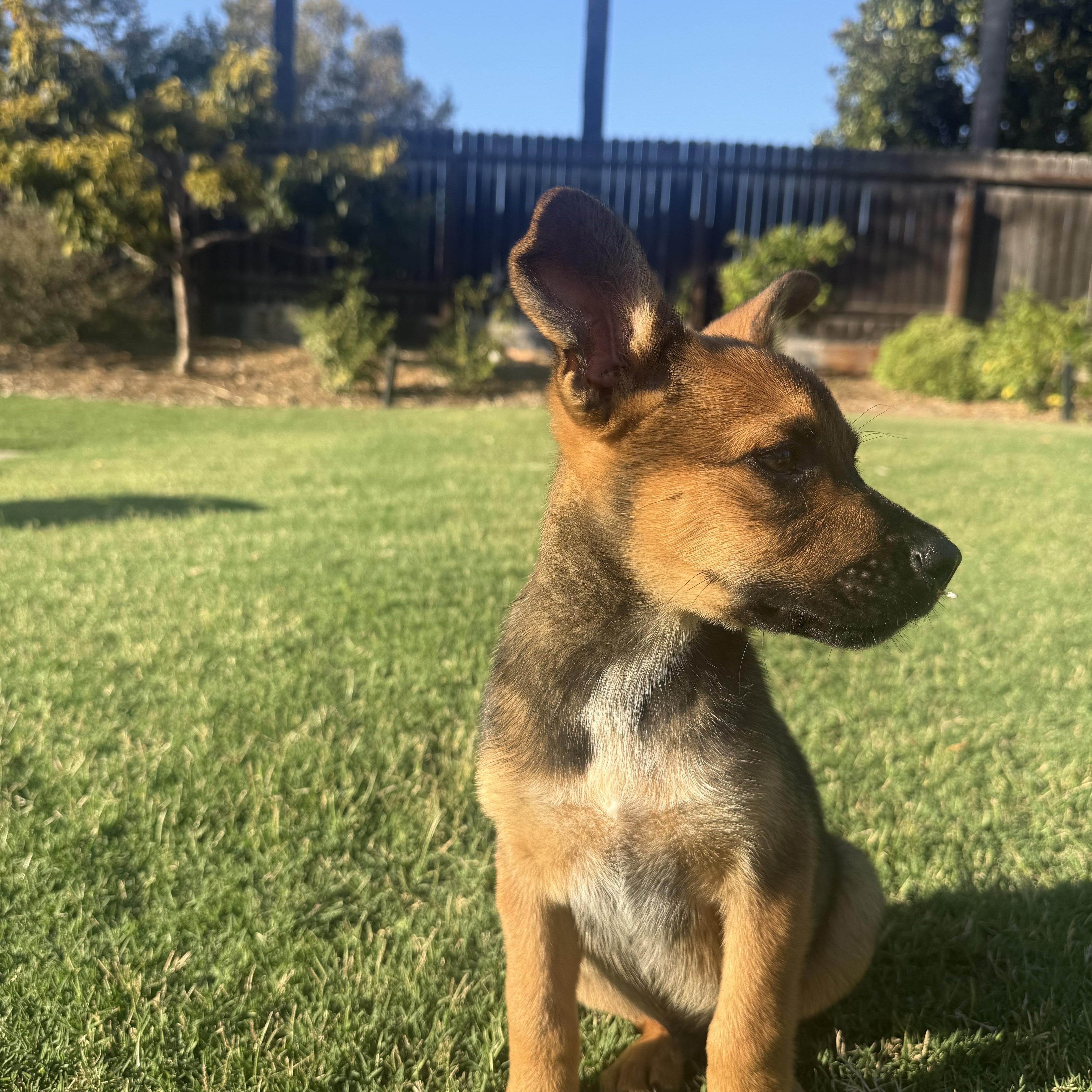 A baby medium-sized male Bicolor Australian Cattle Dog / Blue Heeler dog named Keenan for adoption in Encino, CA