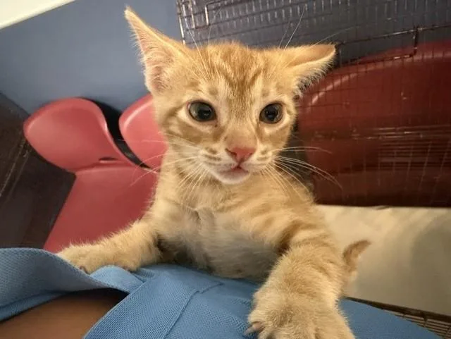 A baby small-sized male Domestic Short Hair cat named Orangie for adoption in Miami, FL