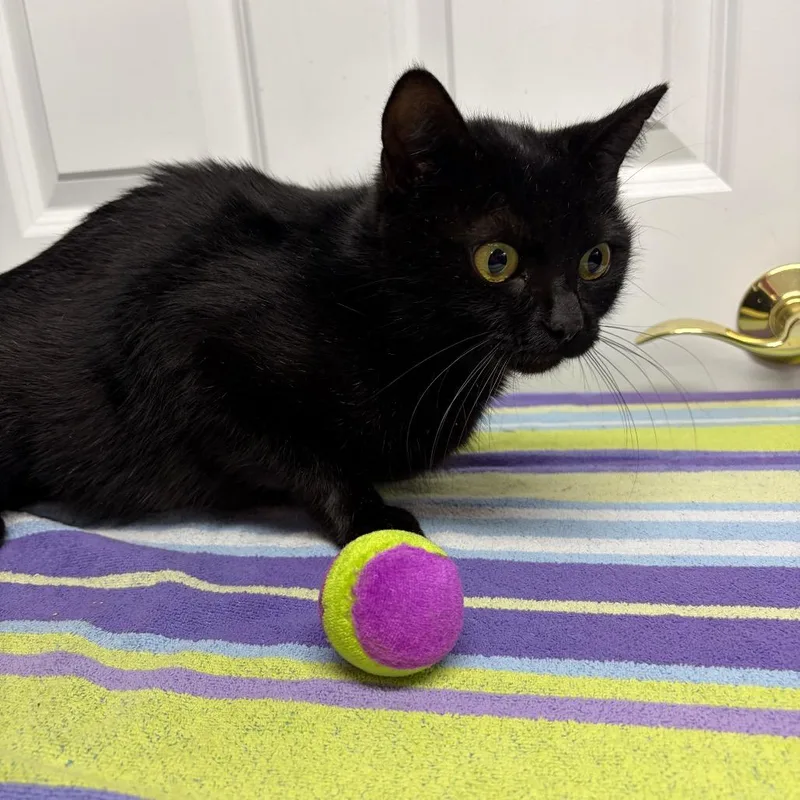 A young small-sized female Black Domestic Short Hair cat named Obsidian for adoption in Granville, OH