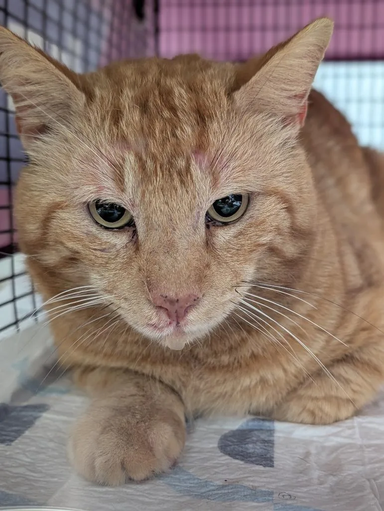 A young medium-sized male Domestic Short Hair cat named Peters Feral for adoption in New Braunfels, TX