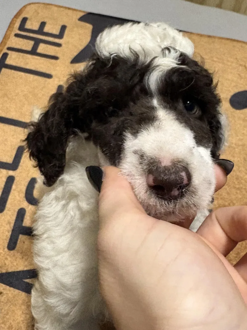 A baby medium-sized male Standard Poodle dog named Cosmo for adoption in Fosters, AL