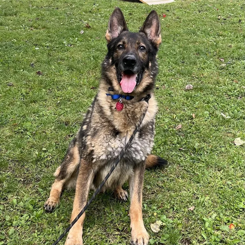 An adult large-sized male Sable German Shepherd Dog named Drogon for adoption in New Ringgold, PA