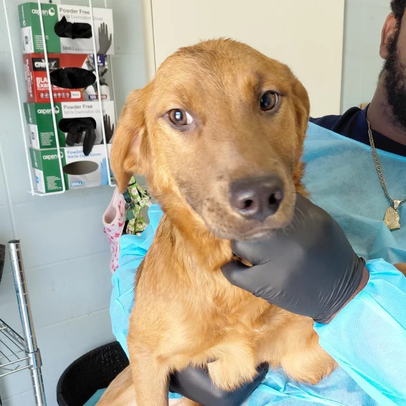 A young medium-sized female Red / Chestnut / Orange Mixed Breed dog named Marlene for adoption in LOXAHATCHEE, FL