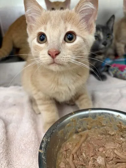 A baby small-sized male Domestic Short Hair cat named Grove for adoption in Baraboo, WI